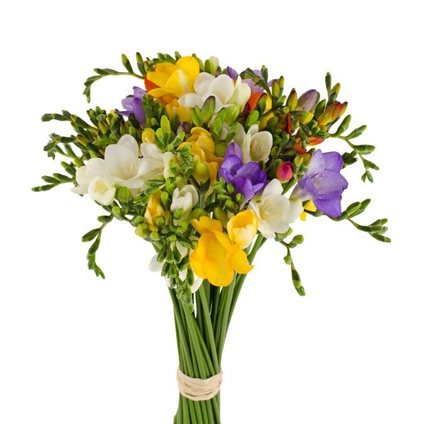 фрезии букет