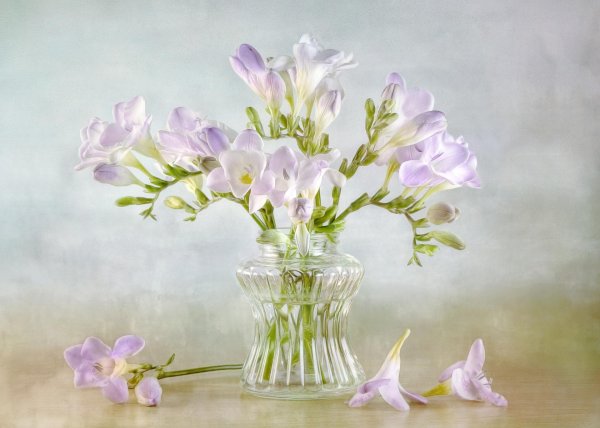 нежные весенние цветы