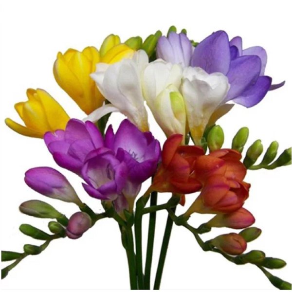 фрезия эн амбьянсе