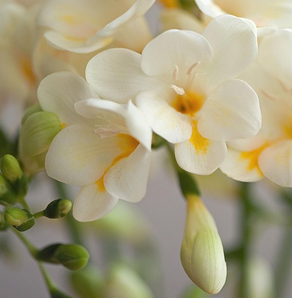 фрезия freesia
