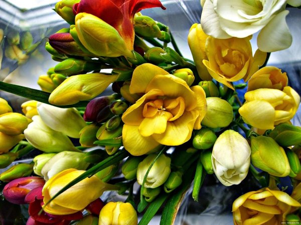 цветок фрезии