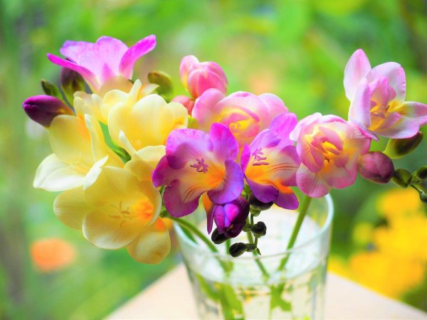 цветок фрезии