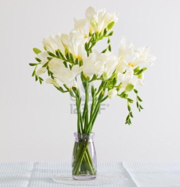 фрезии белые