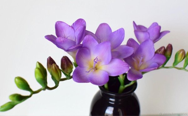 цветок фрезии