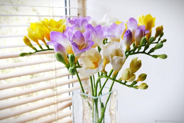 цветок фрезии