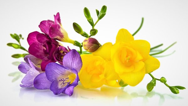 фрезии конфетти цветы