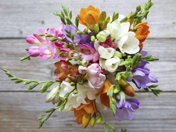 букет фрезий