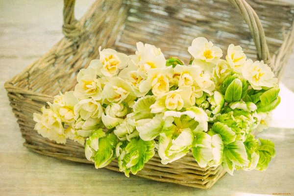 букет нарциссов