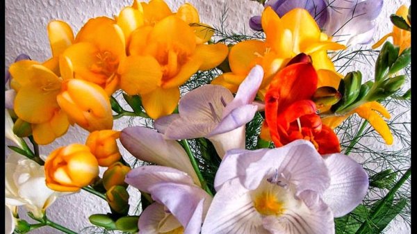 цветок фрезии