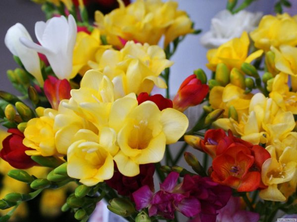 цветок фрезии