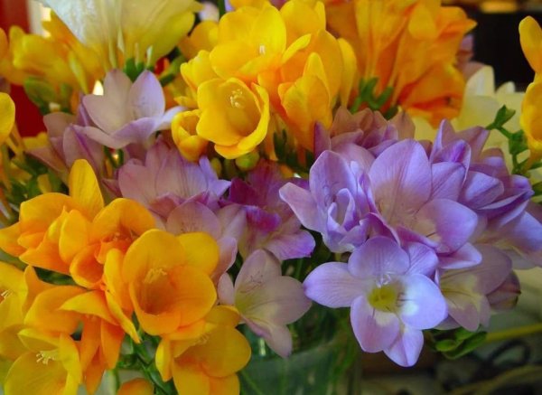 фрезия махровая