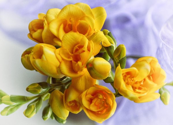 фрезия йеллоу