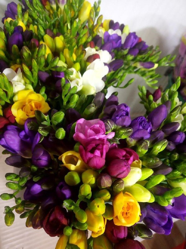 цветок фрезии