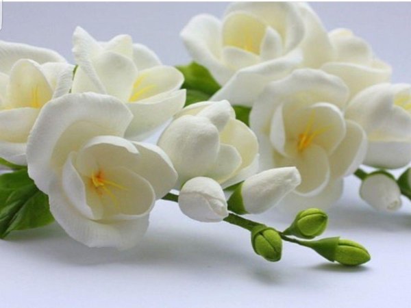 веточка фрезии