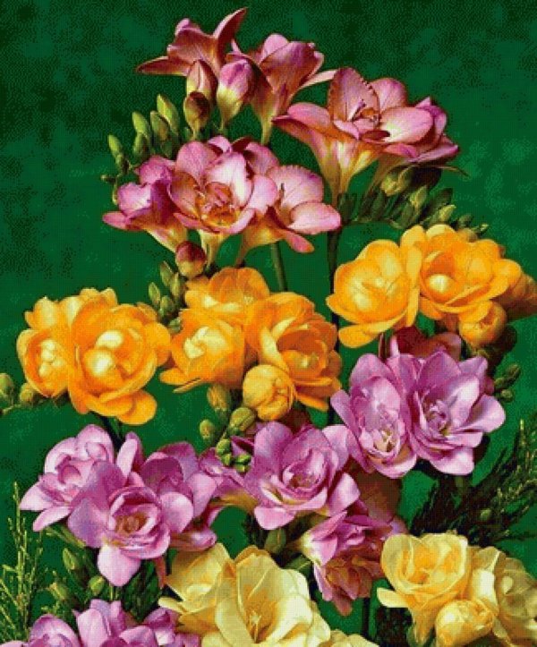 фрезия махровая