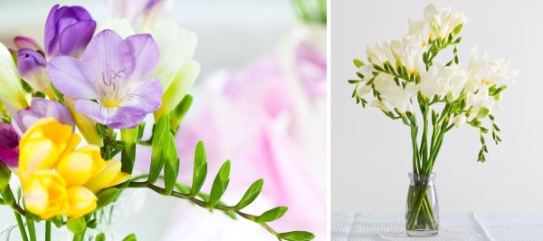 цветок фрезии