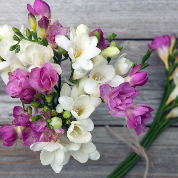 фрезии букет