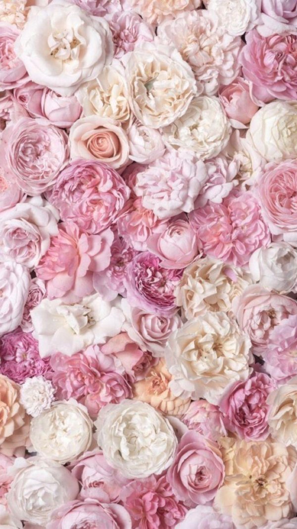 розовые пионы