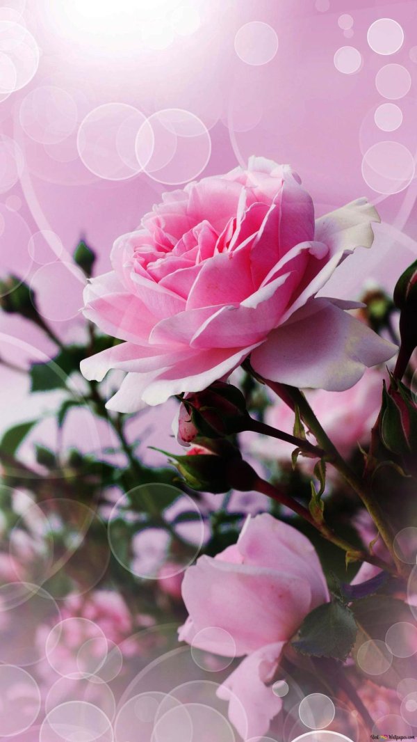 розовая роза