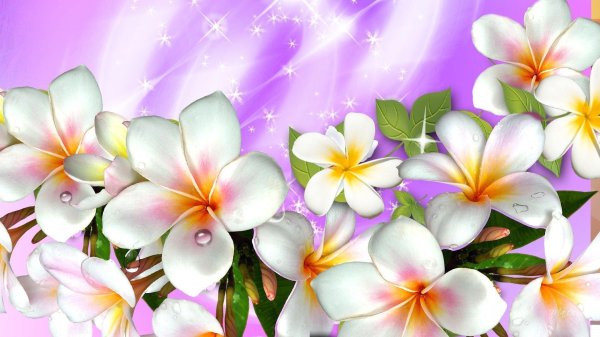 франжипани монои