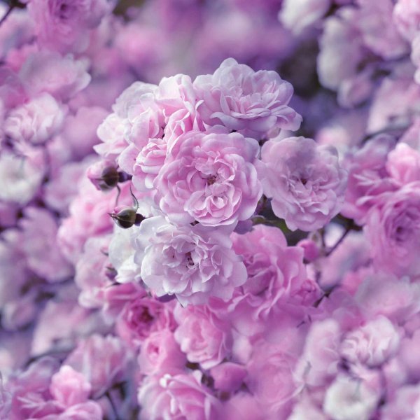 сиреневые цветы