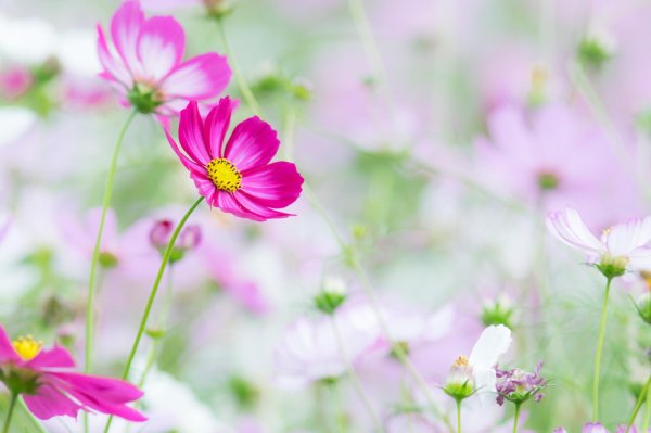 cosmos flower