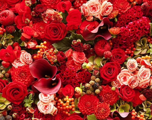 красивая цветок