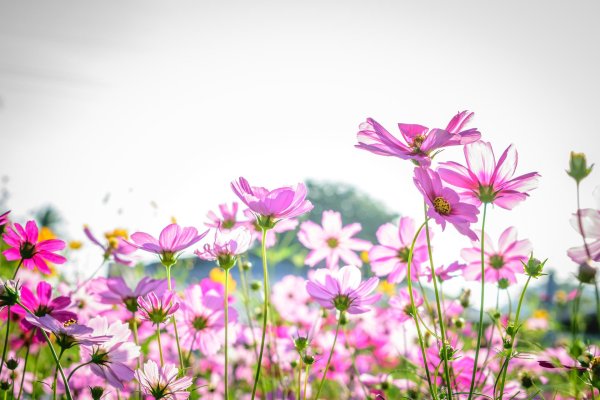 cosmos flower