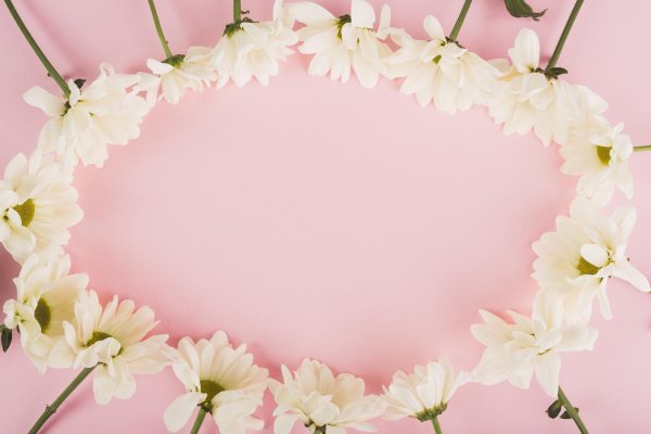 хризантемы фон