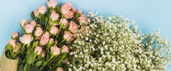 гипсофила арециевидная