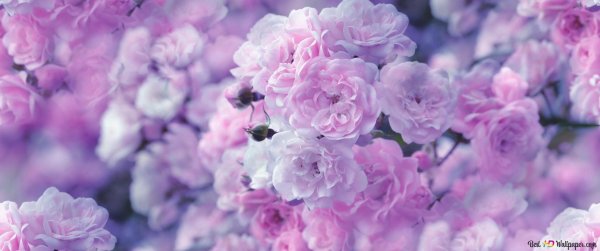 красивая цветок