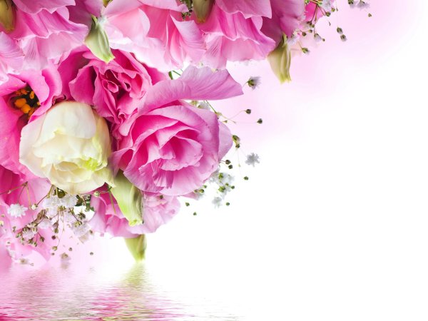 открытки с цветами красивые без надписей для женщины