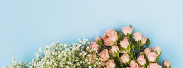 розы на голубом фоне