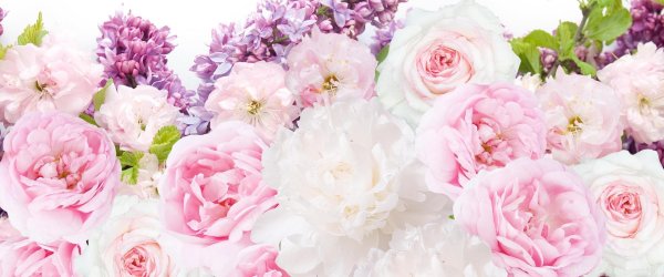 роза вайт пион