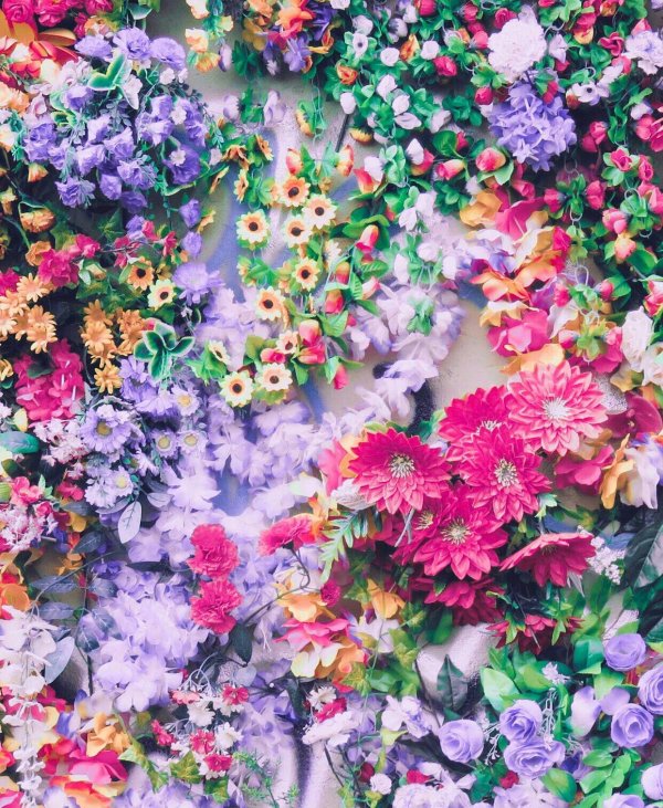 красочные цветы