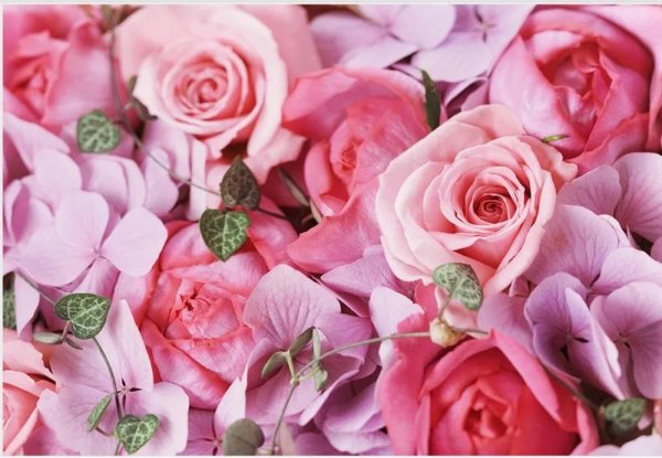 розовая роза