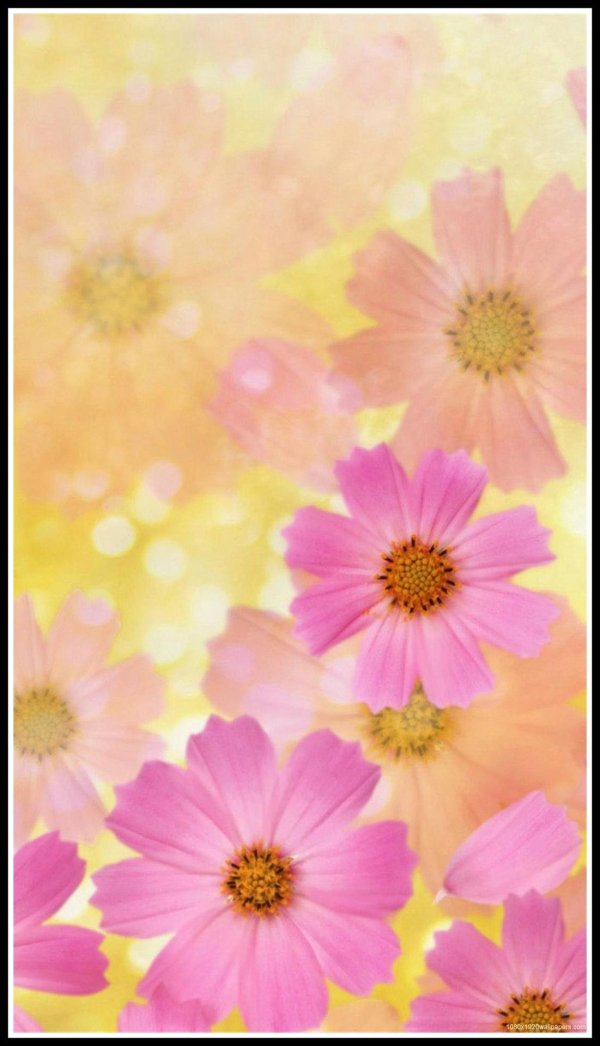 цветочные фоны