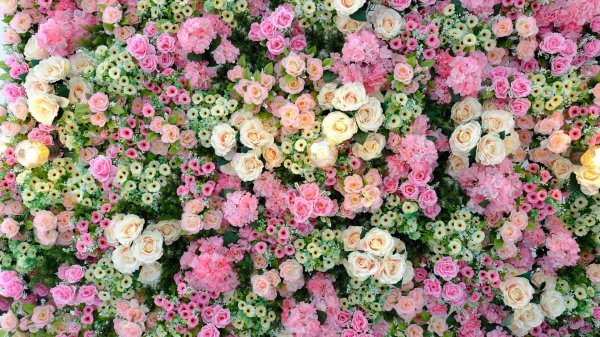 цветочная стена