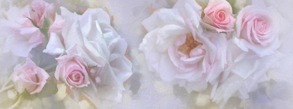 розы пастельных