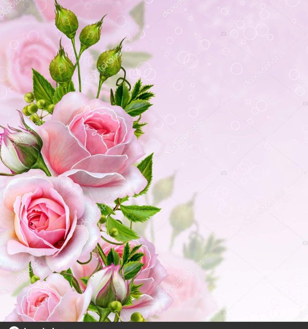 роза открытка