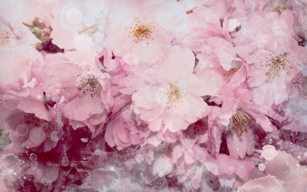 нежные фоны