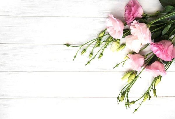 цветок эустома