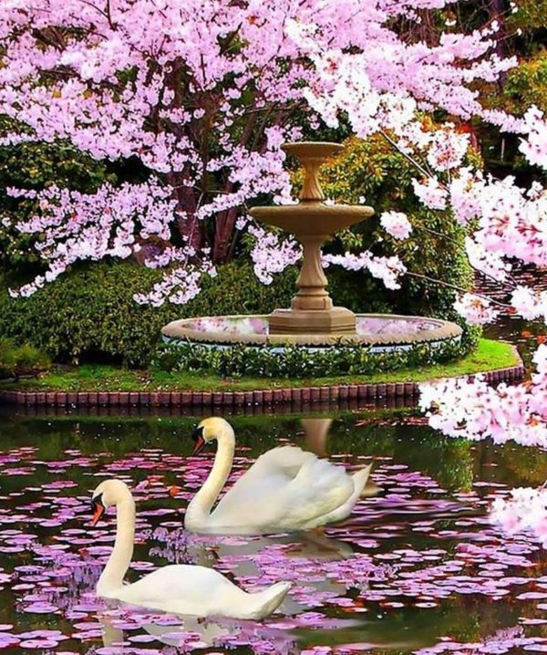 лебеди на пруду