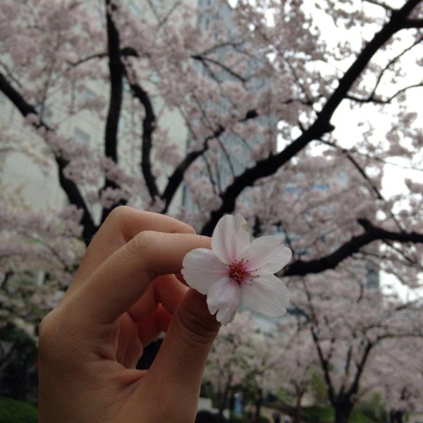 черри блоссом эстетика