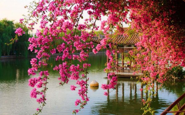 цветущие деревья