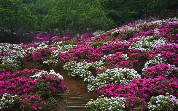 азалия рододендрон садовый