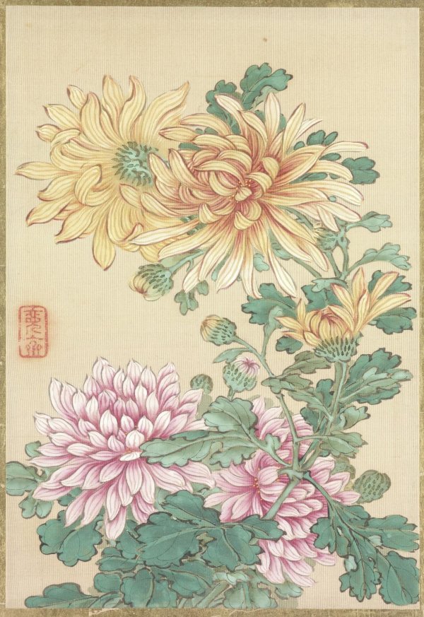 хризантемы рисунок