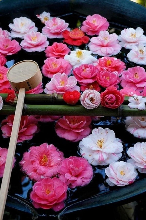 камелия japonica