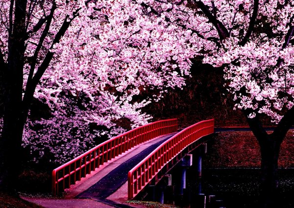 sakura cherry blossom