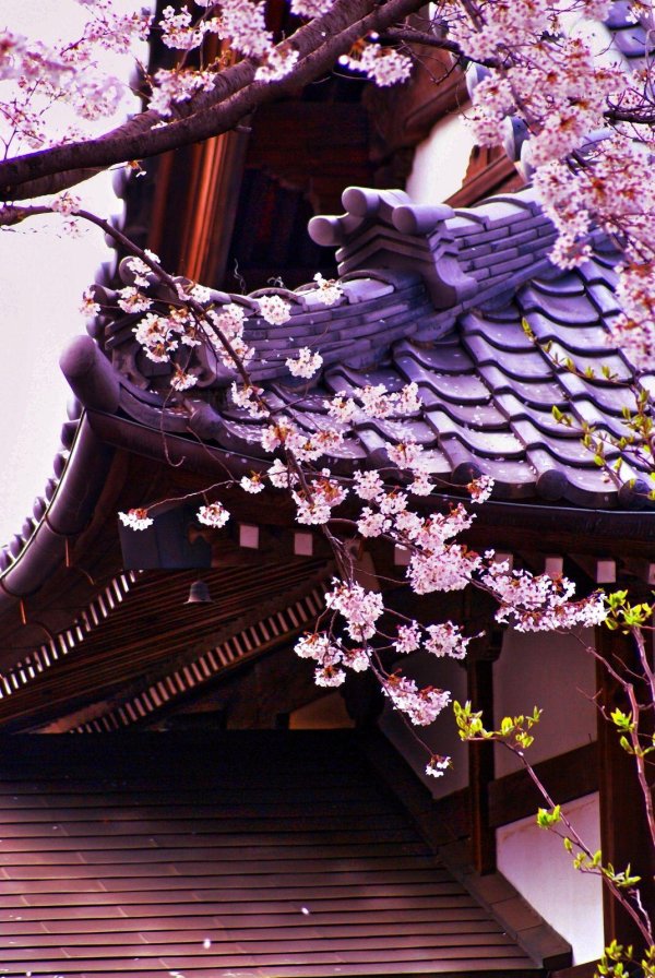 японские цветы